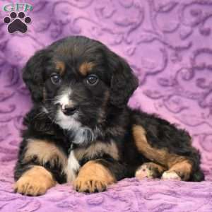 David, Mini Bernedoodle Puppy